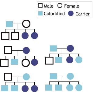 Inherited Color Vision Deficiency — genetics chart